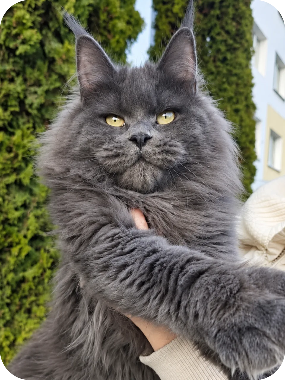 My Mom (Kitty)