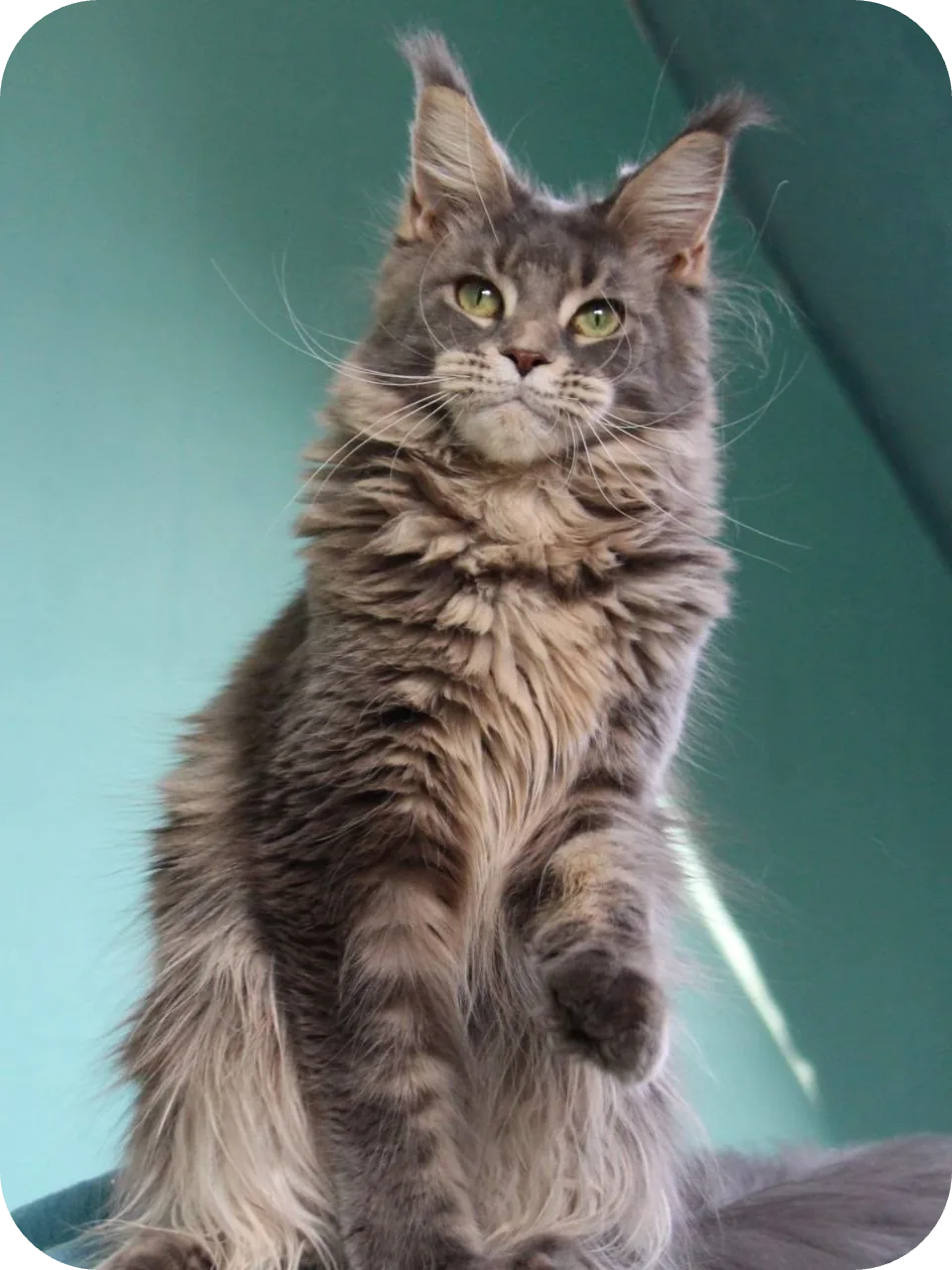 My Mom (Luna)