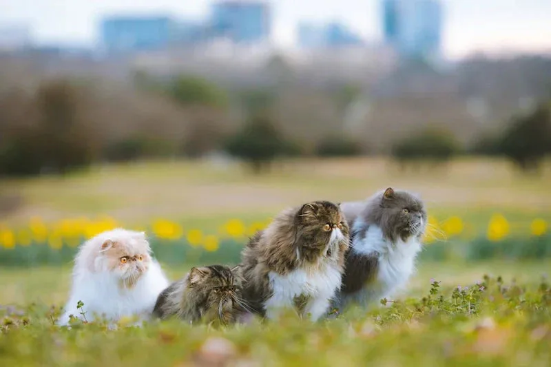 Various Persian Cat Colors