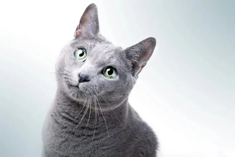Exploring Russian Blue Cat Personality
