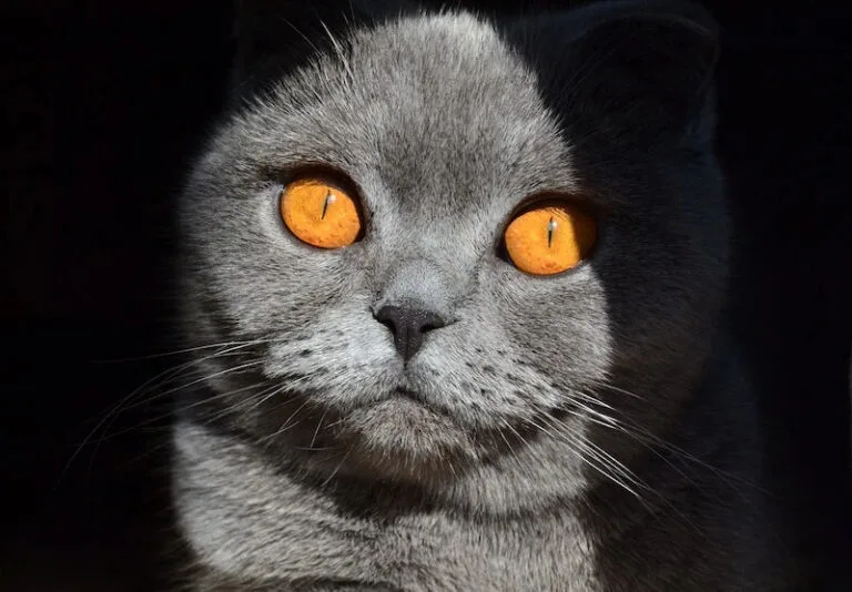 Scottish Fold for Adoption Guide