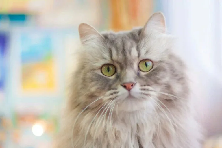 Siberian cat adoption