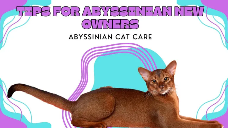 an Abyssinian Kitten casually sitting, showing off its beauty