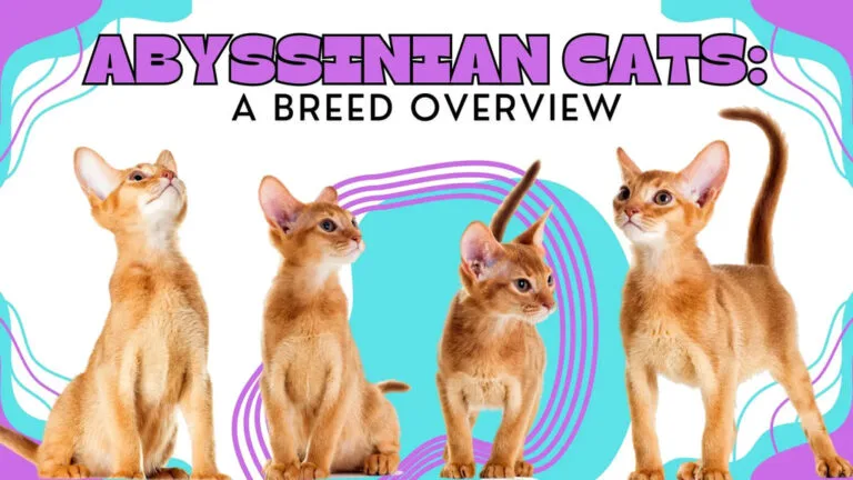 four cute Abyssinian kittens showing off their regal and majestic beauty
