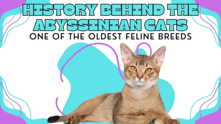 An Abyssinian Cat showing of its regal beauty and magnificent features.