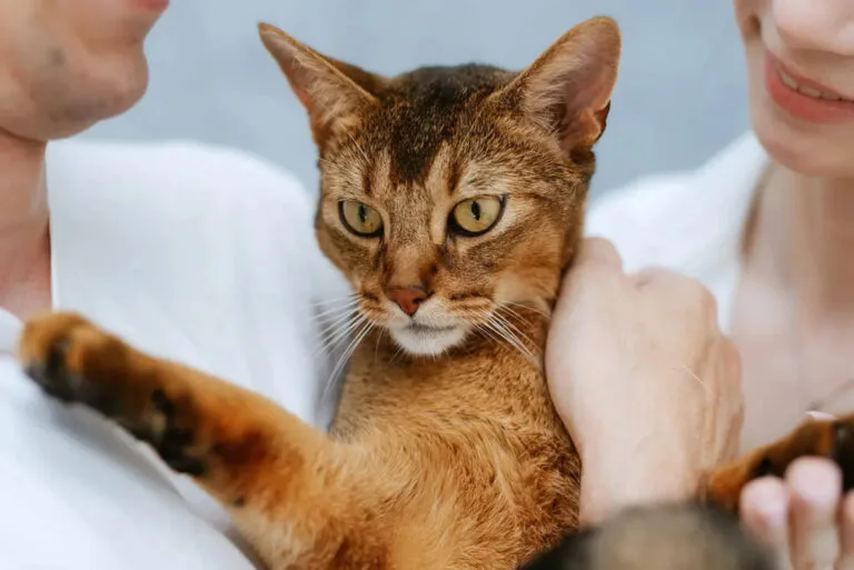 abyssinian cat adoption