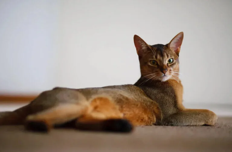 abyssinian cat lifespan