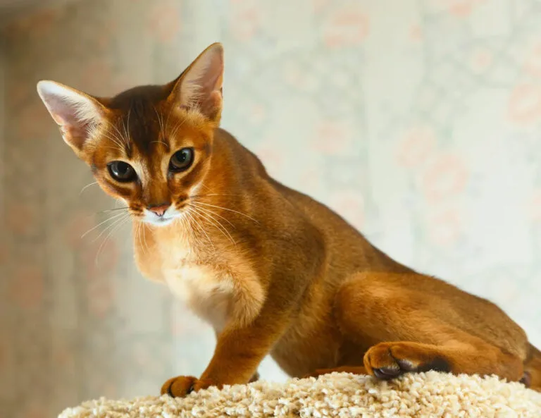 abyssinian cat personality