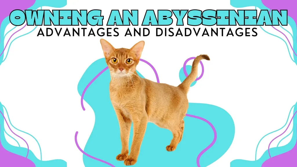 an Abyssinian showing off its beauty