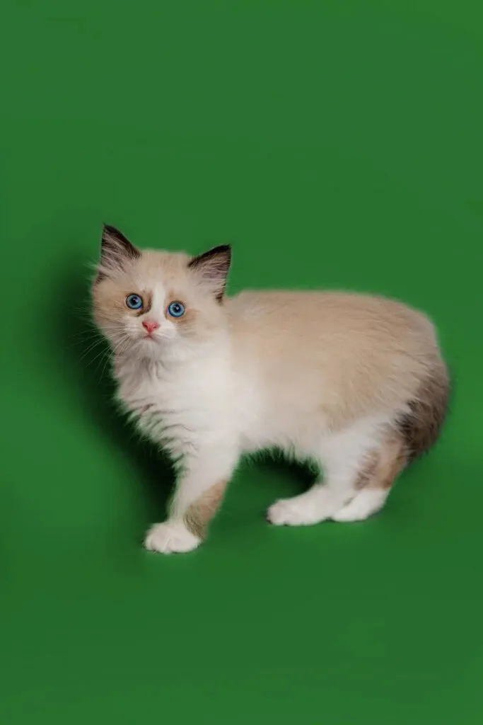 Fluffy white Ragdoll Cat kitten with blue eyes and dark-tipped ears requires regular grooming