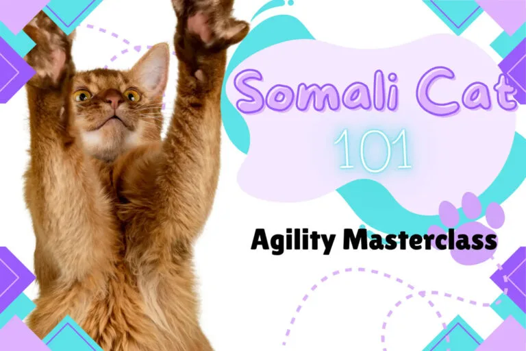 Fluffy tabby cat sitting upright, ready for Somali cat agility training fun
