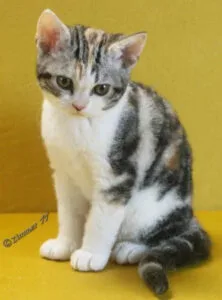 Tabby kitten with white and gray fur, showcasing the charm of American Wirehair cats.