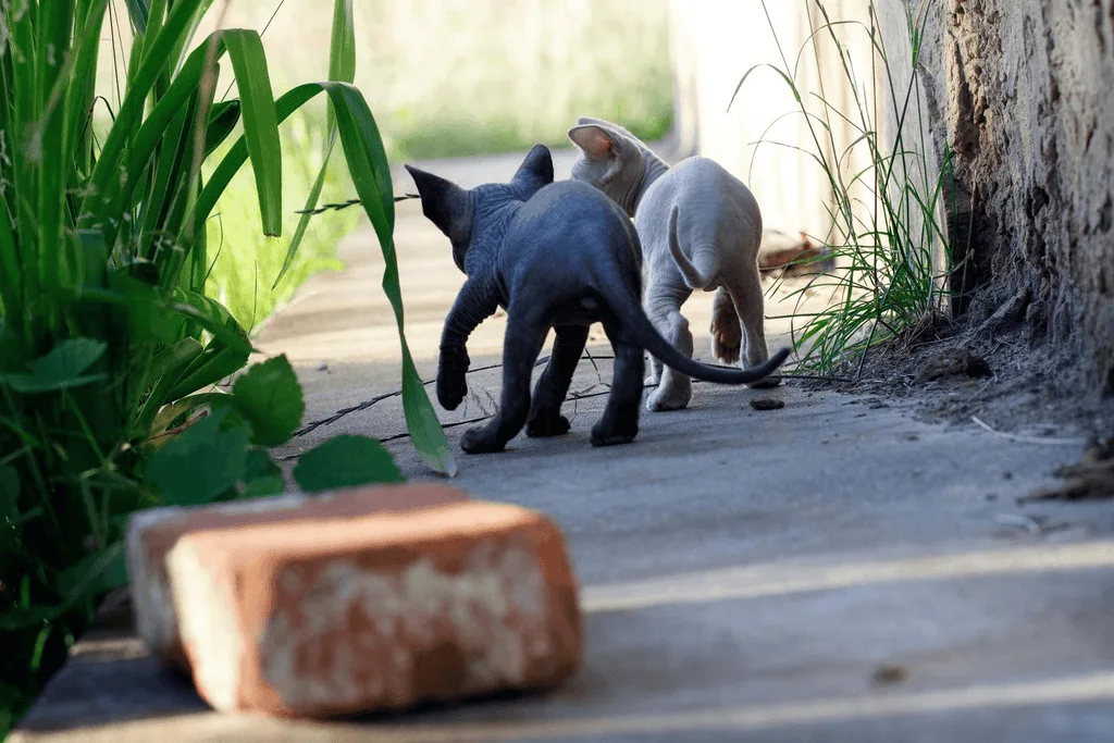 are sphynx cats friendly
