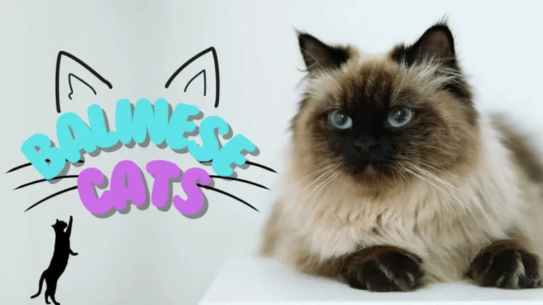 Fluffy Balinese cat showcasing the beauty and personality of the Balinese breed.