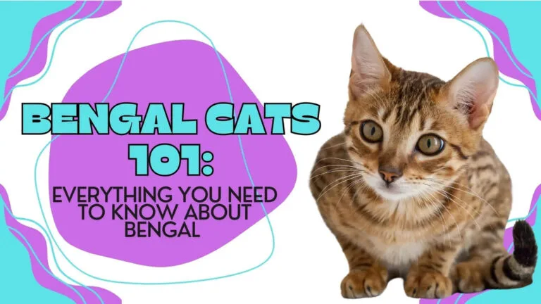 a cute bengal cat
