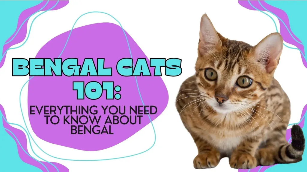 a cute bengal cat