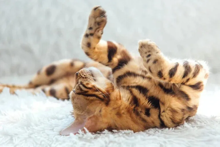 bengal cat demonstrating the answer to the question "are bengal cats good pets"
