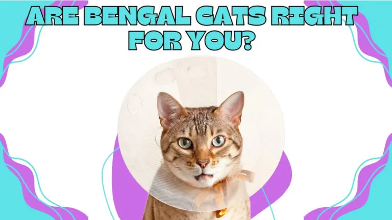 a cute bengal cat with a neck collar
