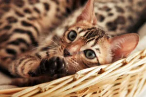showcasing why do bengal cats have spots