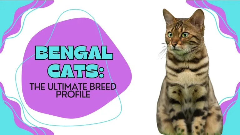 Bengal cat with a stunning spotted coat and alert gaze, showcasing purebred beauty.