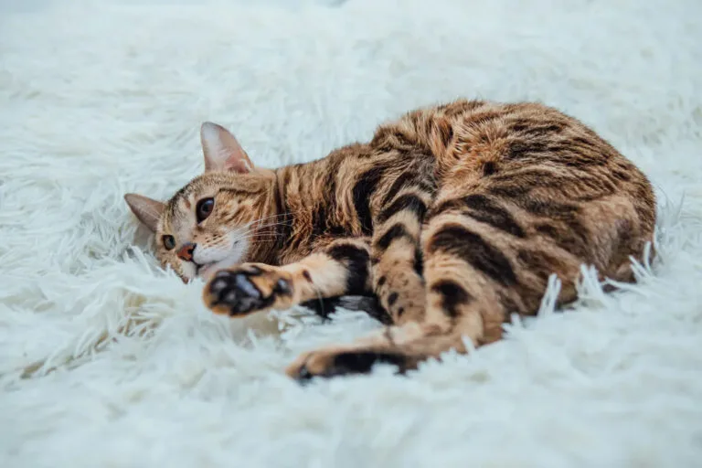 bengal beauties