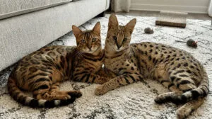 bengal cat vs savannah cat