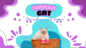 Cute Birman cat lounging in a cozy basket for Birman cat care tips.