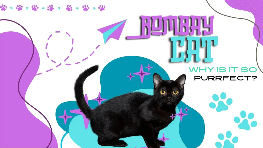 Bombay cat showcasing its sleek coat and playful personality in a cozy setting.