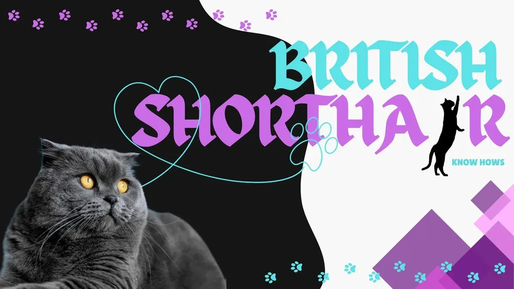 Graphic of a British Shorthair cat, perfect for indoor living and calm vibes.