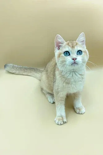 Light-colored British Shorthair cat with fluffy coat and striking blue eyes.