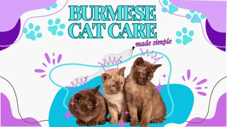 Burmese Cat care advertisement showcasing diet, grooming, and exercise needs for Burmese Cats.