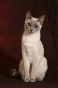 Siamese cat sitting upright with bright blue eyes, showcasing captivating Tonkinese traits.