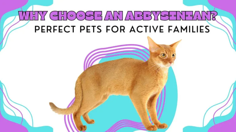 an Abyssinian cat ready to run