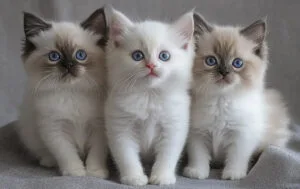 ragdoll kittens​