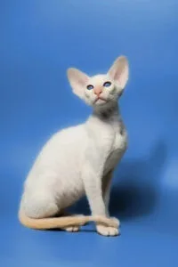 White hairless Oriental Cat with big ears and blue eyes sitting upright.