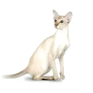 Sleek white Colorpoint Shorthair cat with pointed ears and stunning blue eyes.