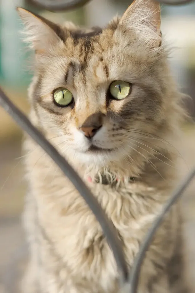 Fluffy tabby LaPerm cat with vibrant green eyes showcasing stunning cat breeds.