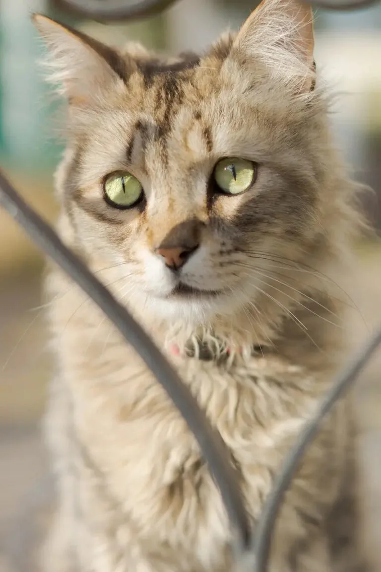 Fluffy tabby LaPerm cat with vibrant green eyes showcasing stunning cat breeds.