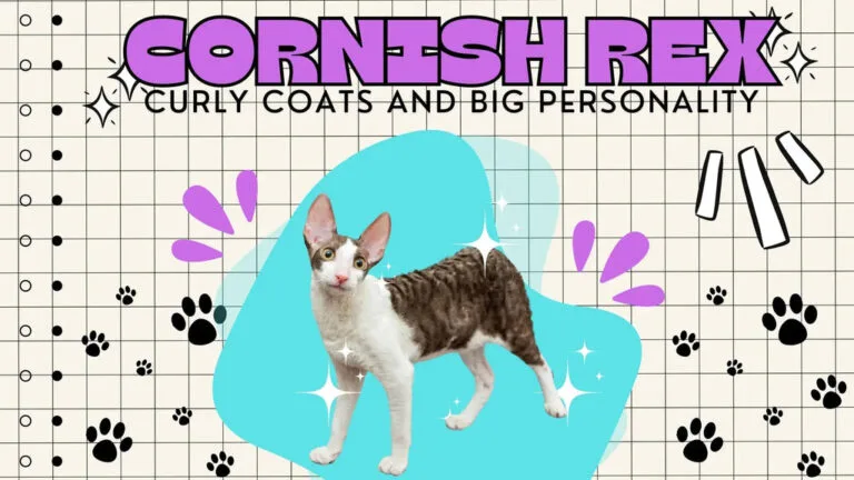 Playful Cornish Rex cat with curly coat showcasing its big personality and charm.