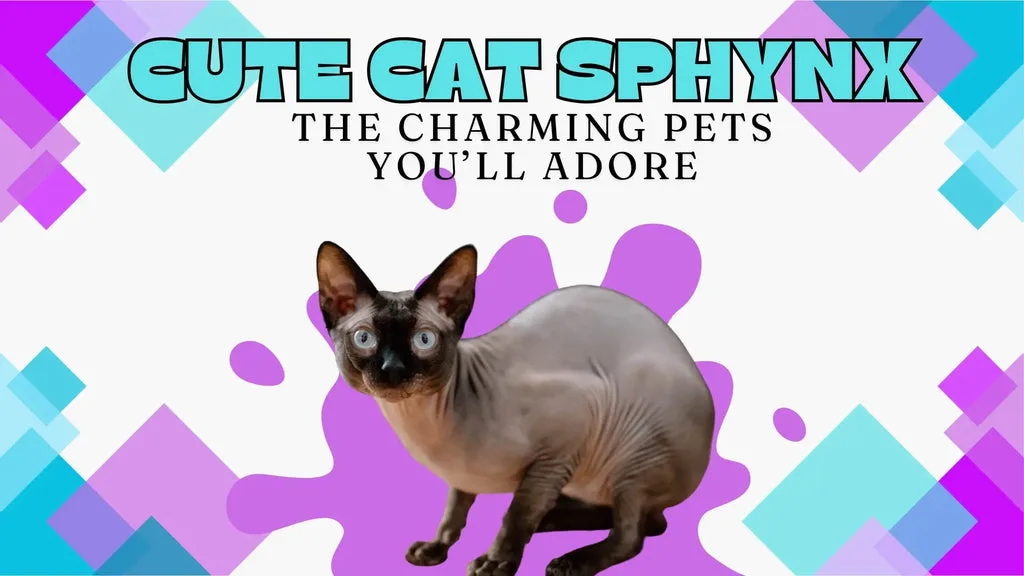 Crouched Hairless Sphynx Cat showcasing its unique beauty