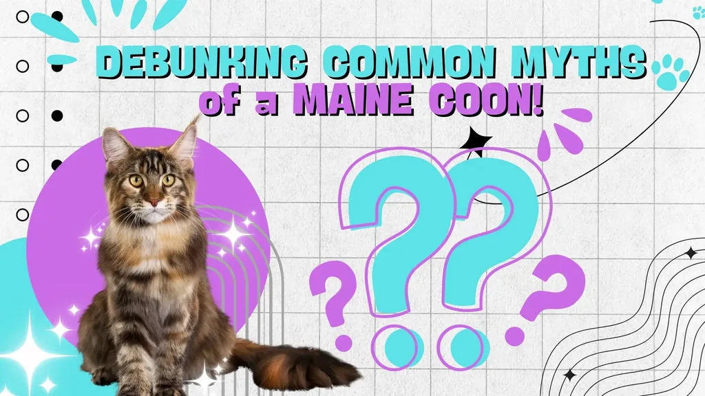 Woman sitting on a wooden floor holding an orange tabby cat, not a Maine Coon.