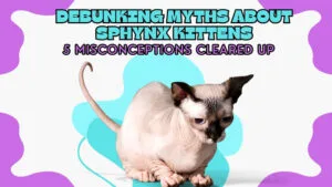 a cute hairless sphynx