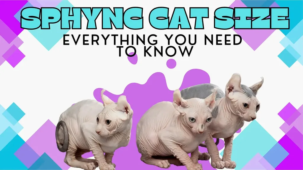 Three Cute Little Hairless Sphynx Cats