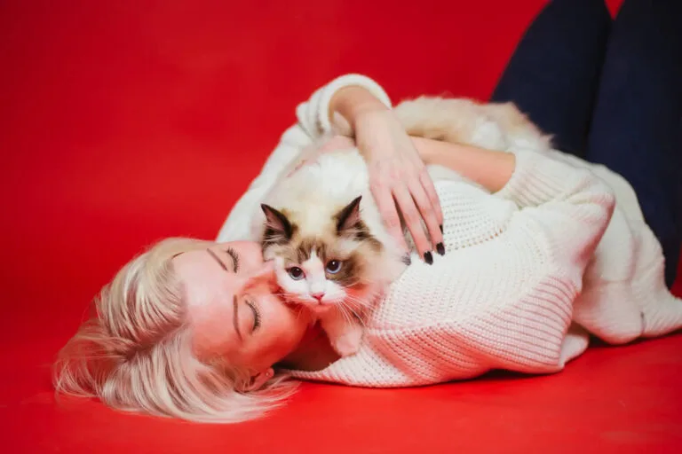 Siamese cat cuddling with a person shows the affectionate personality traits of Ragdoll cats.