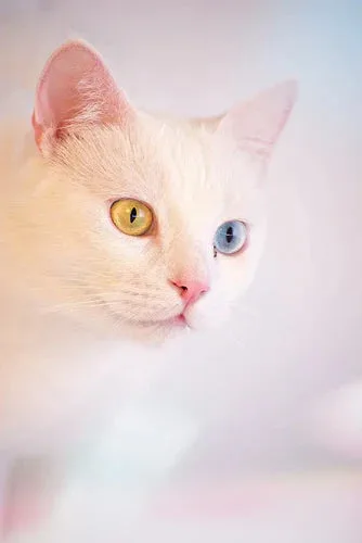 White Turkish Angora Cat with one blue and one yellow eye showcasing heterochromia.