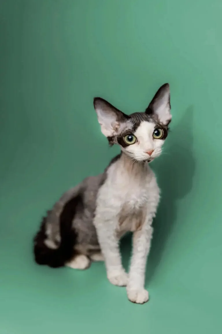 Adorable Devon Rex kitten with big ears and fluffy white and gray coat.