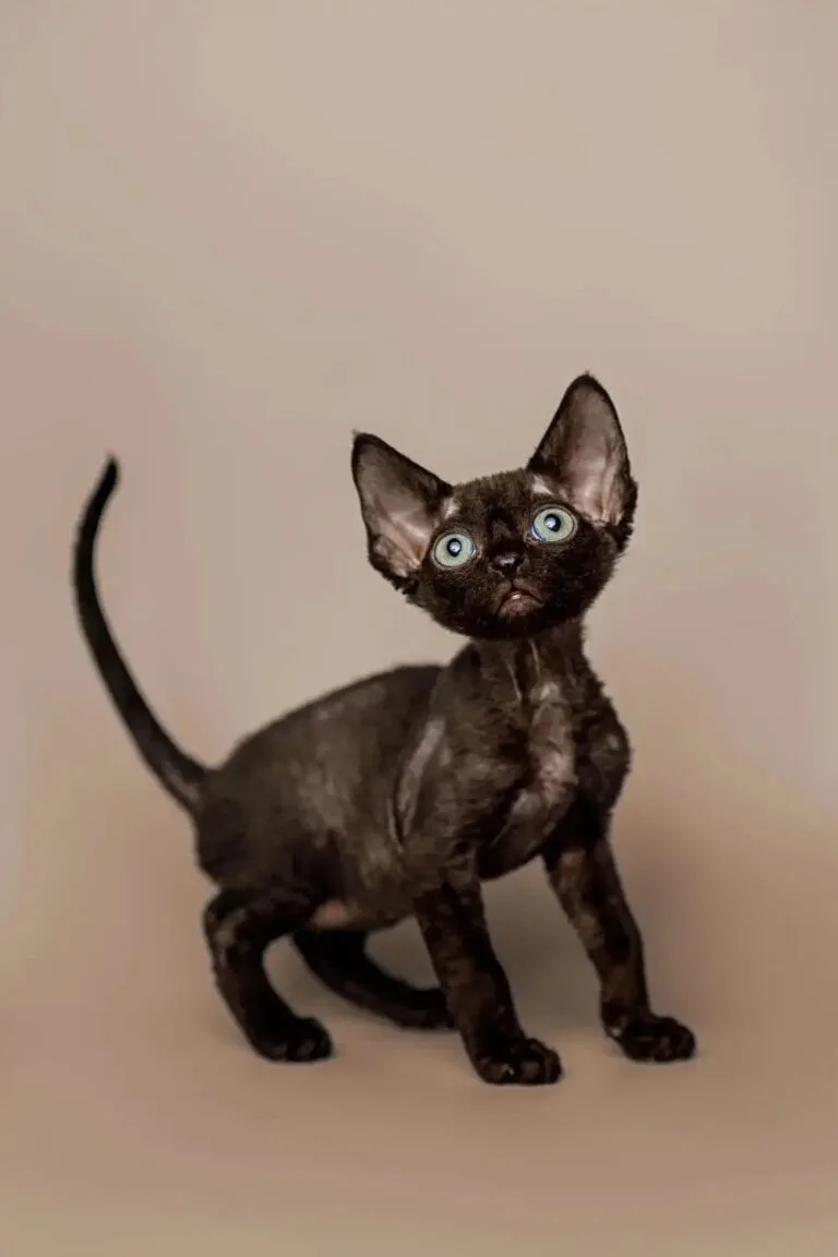 Black hairless Devon Rex kitten with big ears and striking blue eyes.