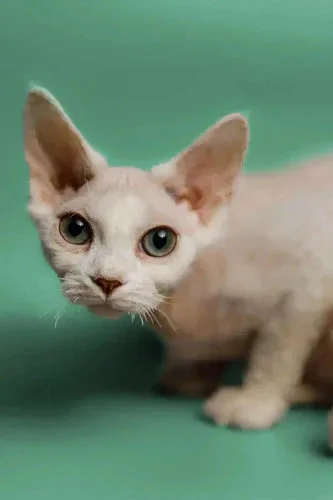 White Devon Rex cat with big ears and bright green eyes, showcasing its unique charm.