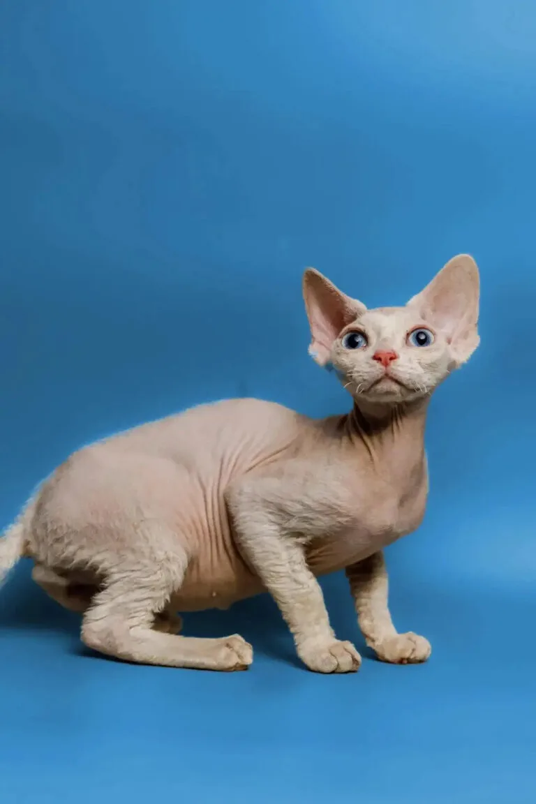 Hairless Sphynx cat with big ears and blue eyes, perfect for Devon Rex lovers.