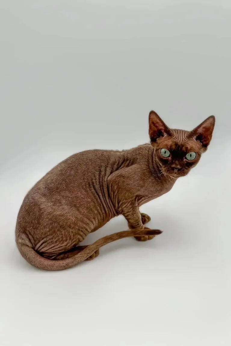 Hairless Sphynx cat with brown skin and green eyes in a Devon Rex cat article.
